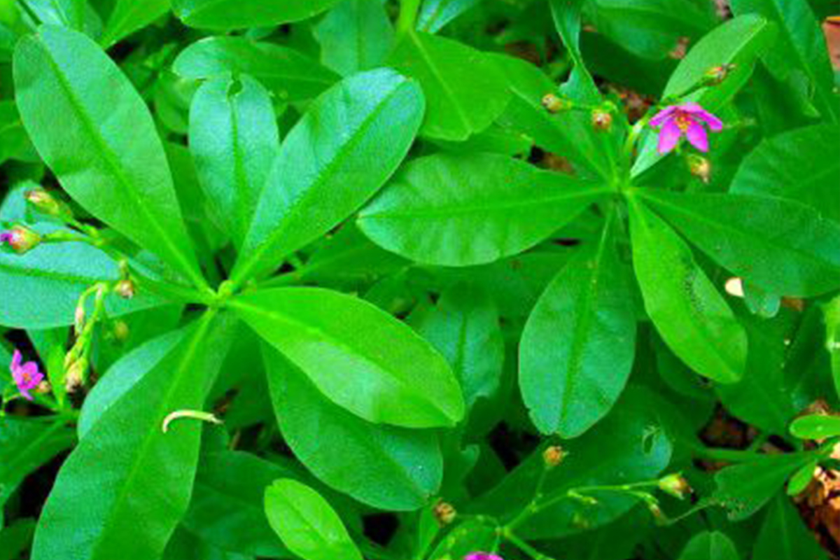 The Healing Powers of Waterleaf